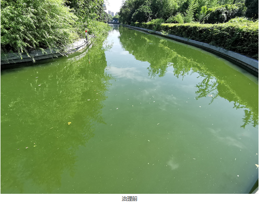 治理前照片.png